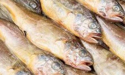 海鮮禮品當戰的大黃魚和小黃魚有哪些區別